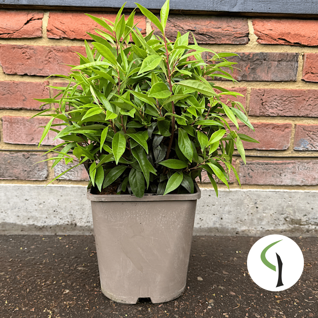 Sarcococca hookeriana Purple Gem – Christmas Box 4.5 litre