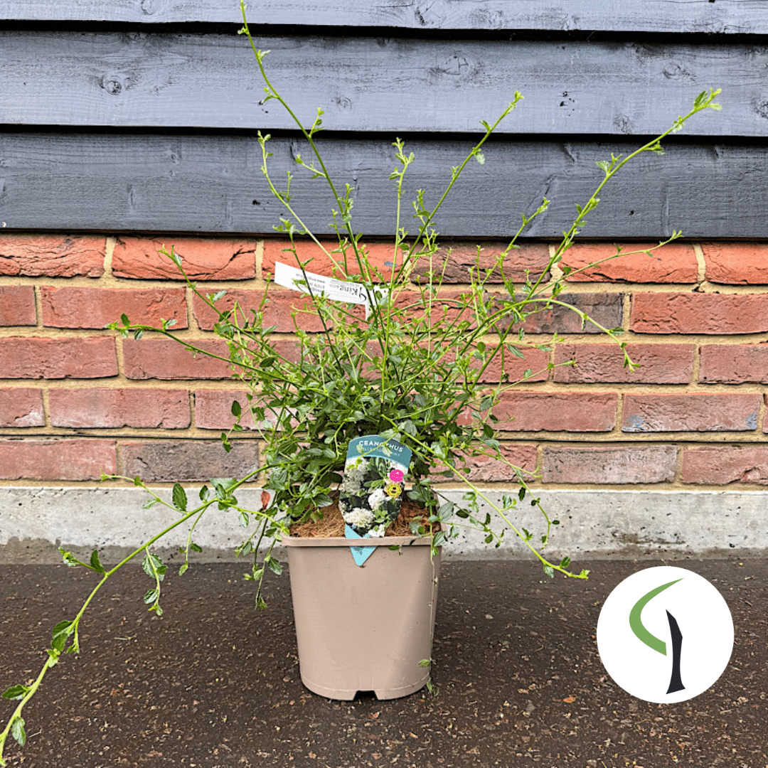 Ceanothus thyrsiflorus Millerton Point – White Californian lilac 4.5ltr