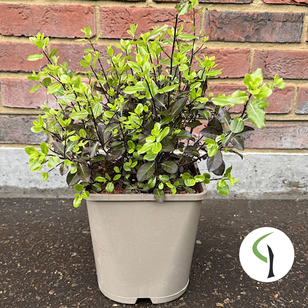 Pittosporum tenuifolium ‘Tom Thumb’ – 4.5 Litre