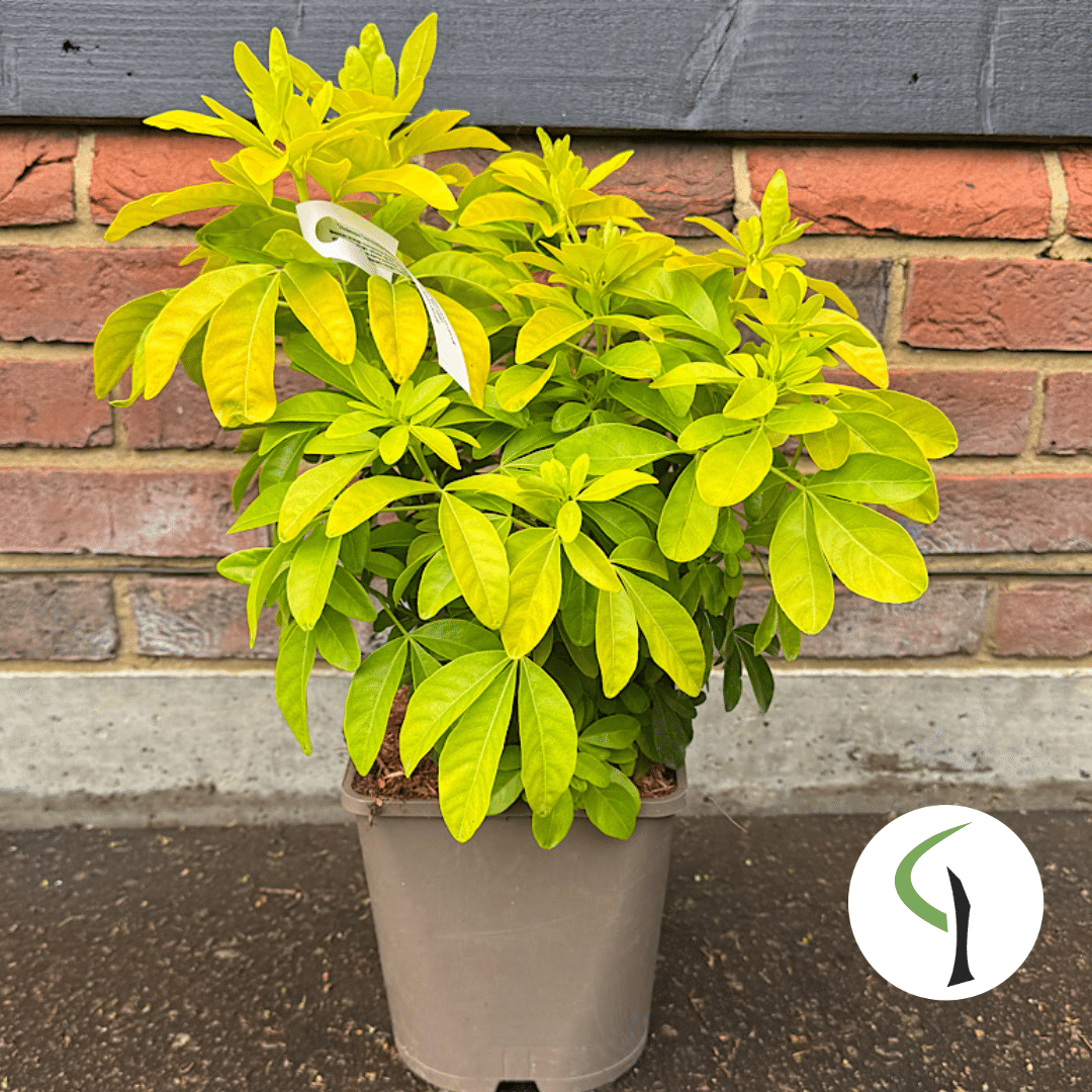 Choisya ternata ‘Sundance’ – Mexican orange blossom 4.5 Litre