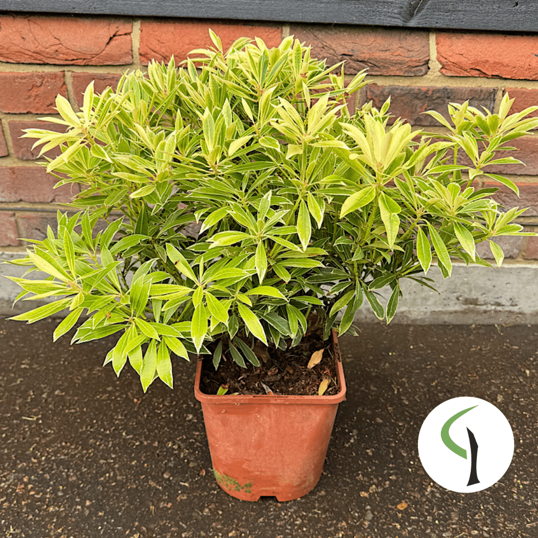 Pieris japonica ‘Flaming Silver’ 4.5 Litre