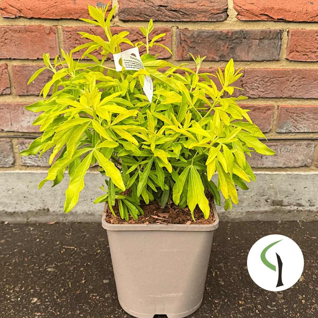 Choisya x Dewitteana ‘Goldfingers’ – Mexican orange blossom 4.5 Litre
