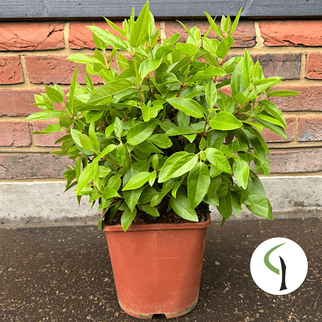 Viburnum tinus ‘Eve Price’ 4.5 Litre
