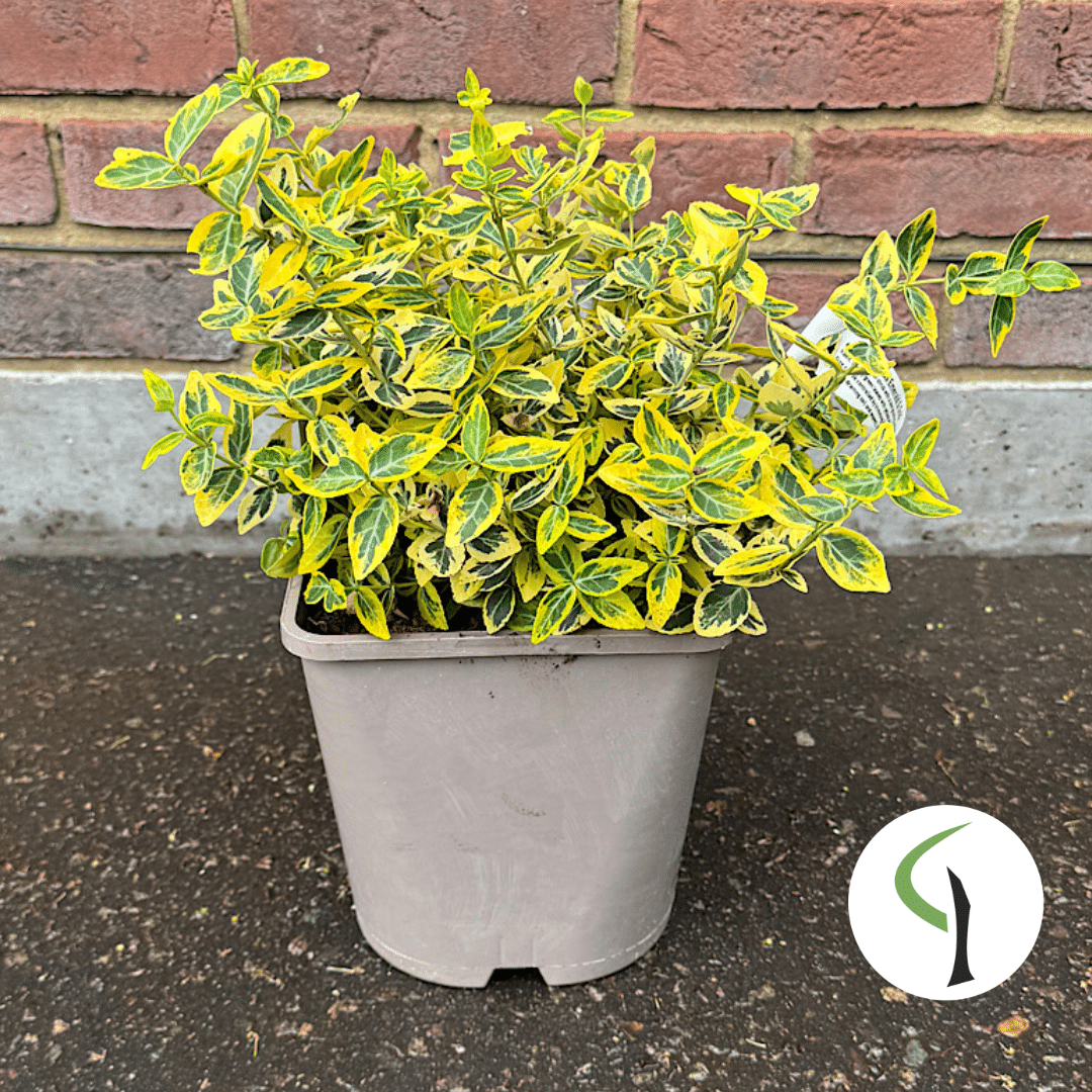 Euonymus fortunei ‘Emerald ‘n’ Gold’ – Fortune’s spindle 4.5 Litre