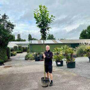 cherry laurel screening tree