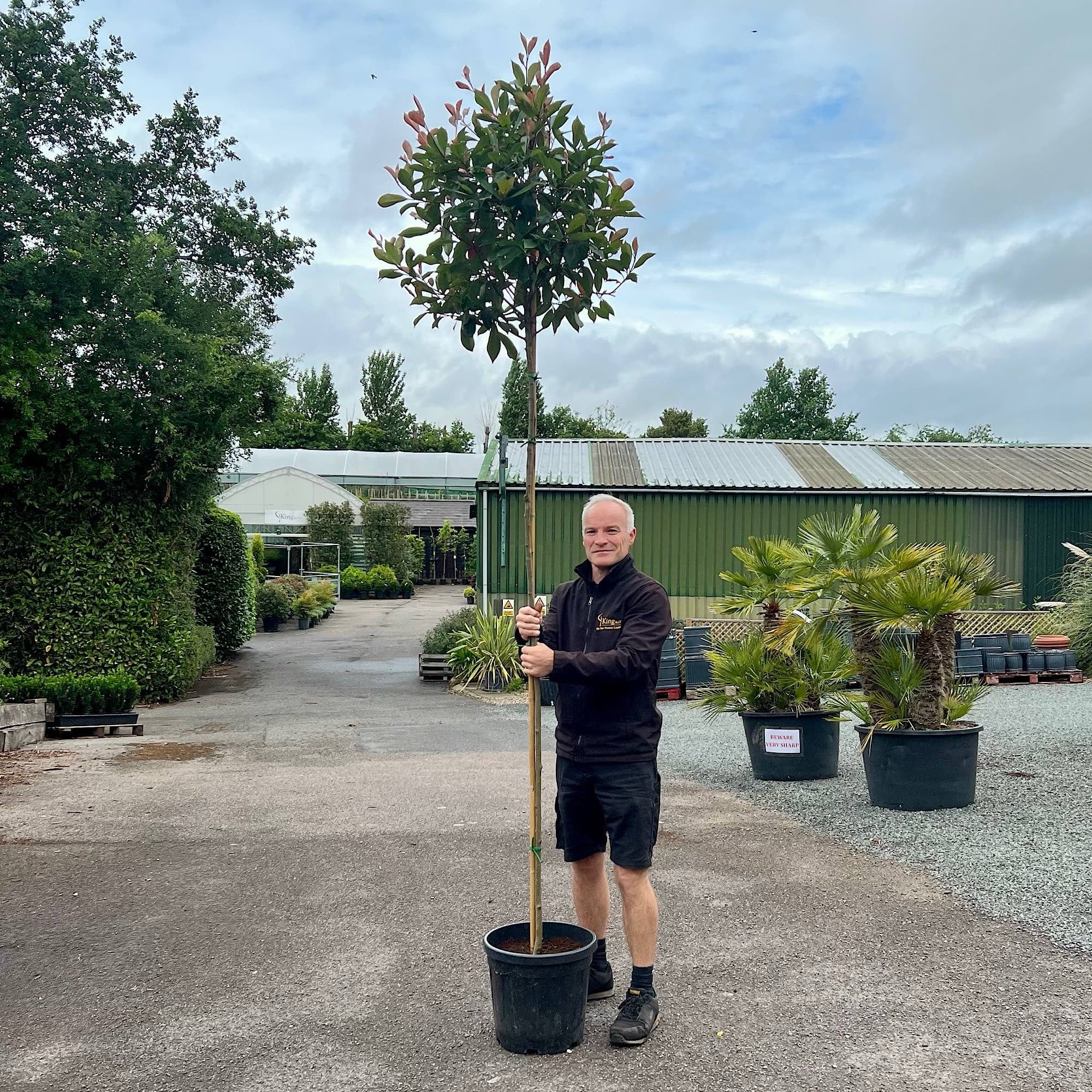 Photinia x fraseri ‘Red Robin’ – Screening Tree