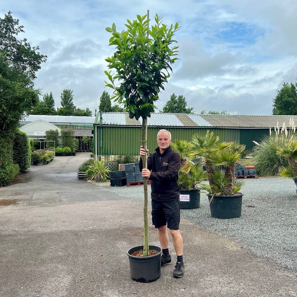 laurel screening tree