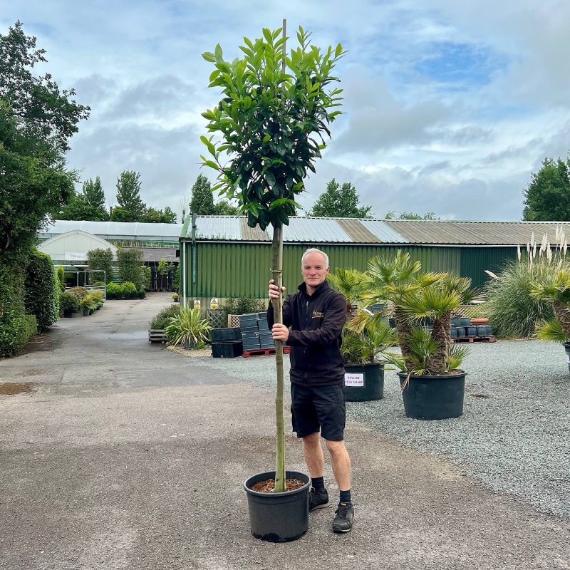 Prunus laurocerasus ‘Novita’- Cherry laurel 12-14cm girth