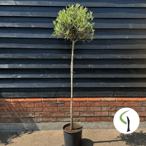 Olea europea half standard