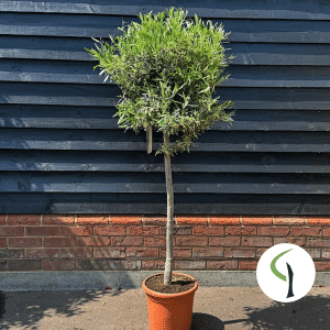Olea europea - olive half standard
