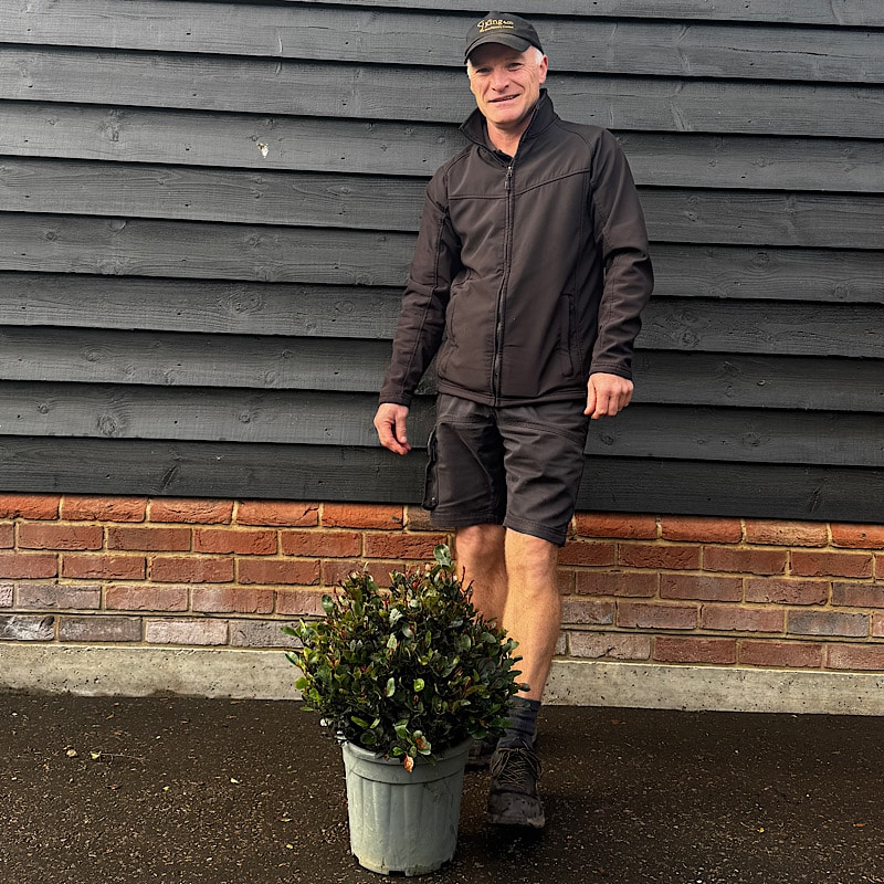 Photinia x fraseri ‘Nana’ 10 Litre Ball