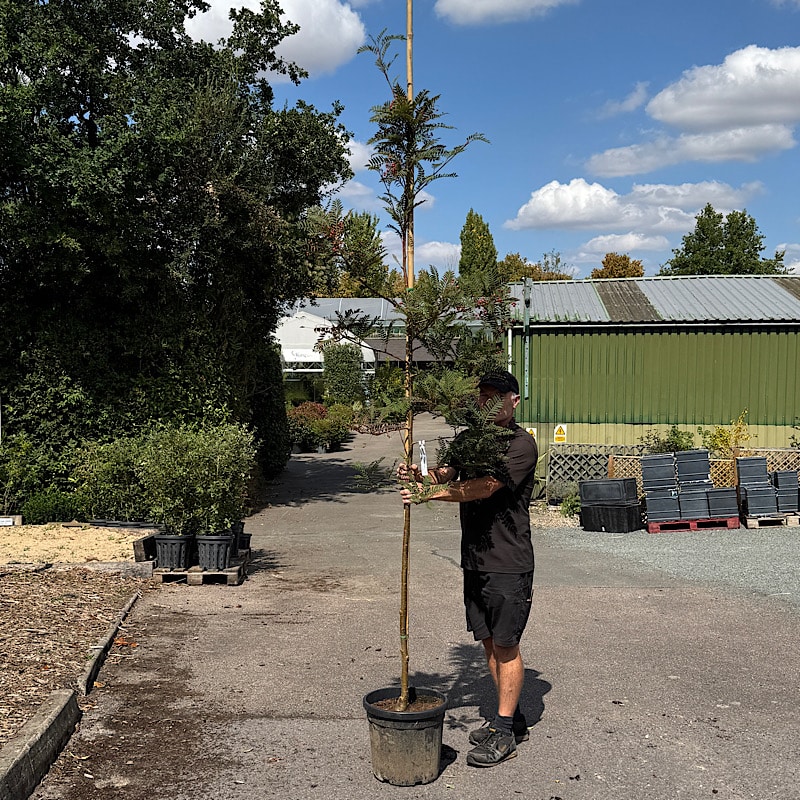 Sorbus vilmorinii – Vilmorin’s rowan tree 6-8cm girth 25lt