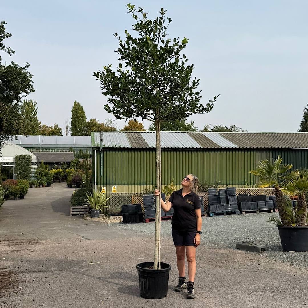 Ilex ‘Nellie R. Stevens’ – Holly tree 10-12cm girth