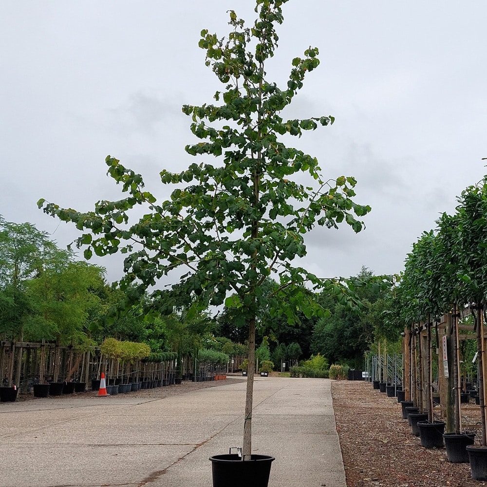 Corylus colurna – Turkish hazel tree 14-16cm girth