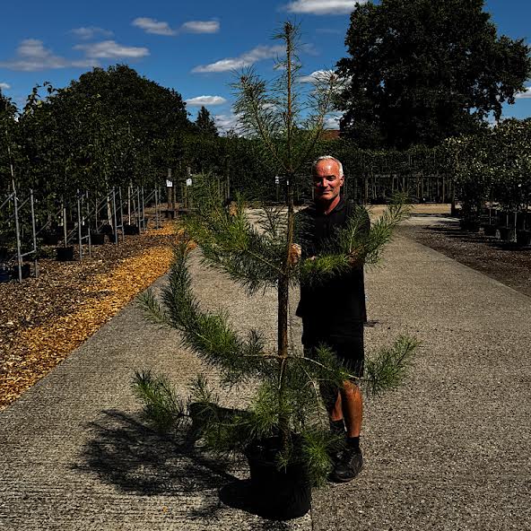 Pinus sylvestris – Scots pine 1.8-2m tall