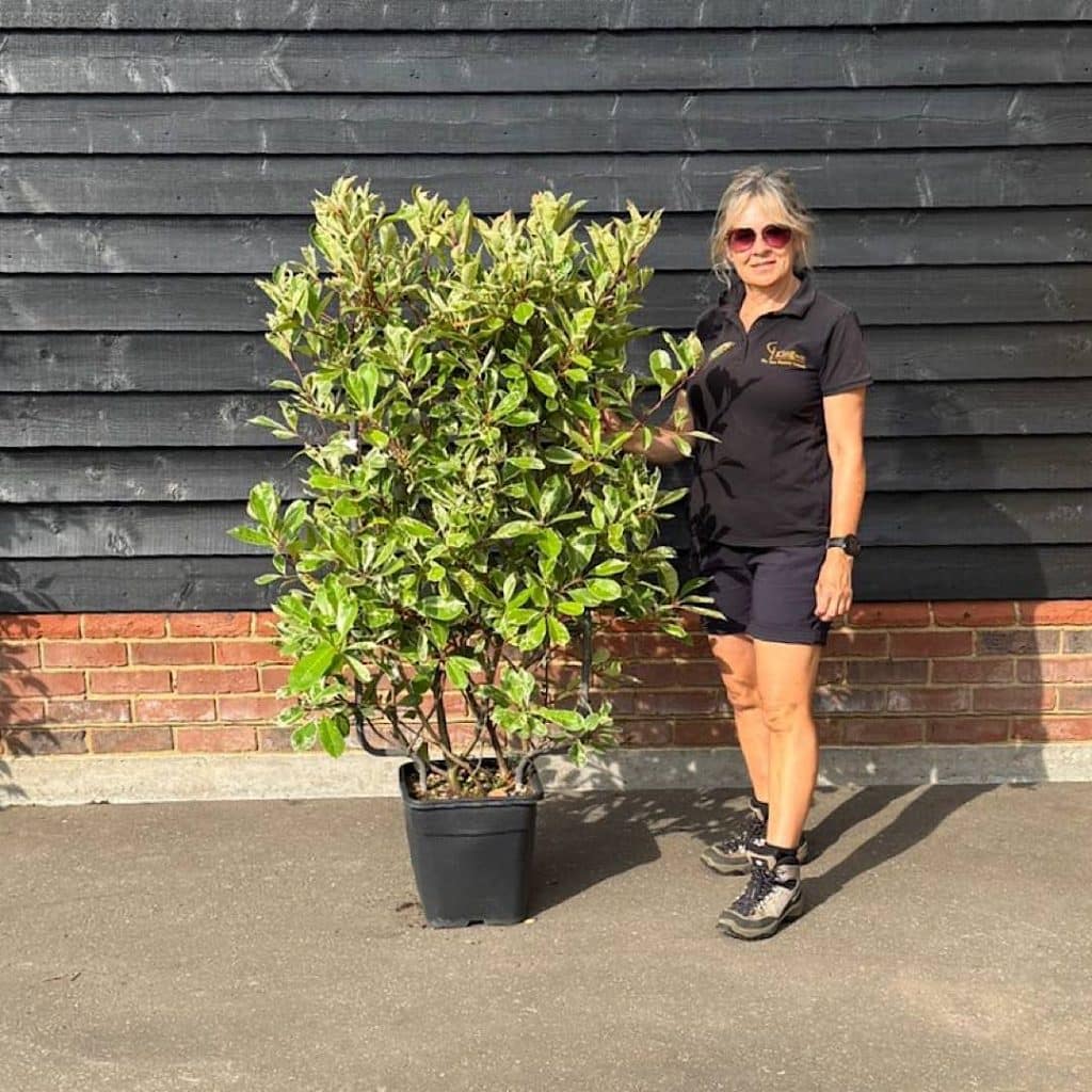 Photinia pink marble espallier