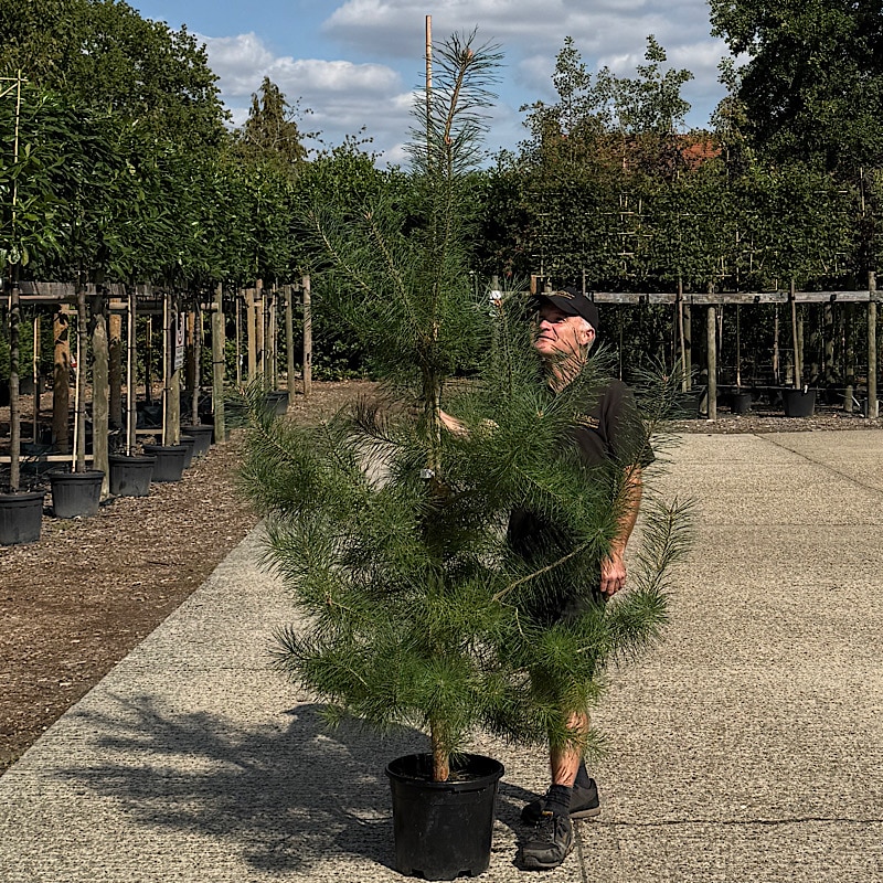 Pinus sylvestris – Scots pine 2-2.5m tall