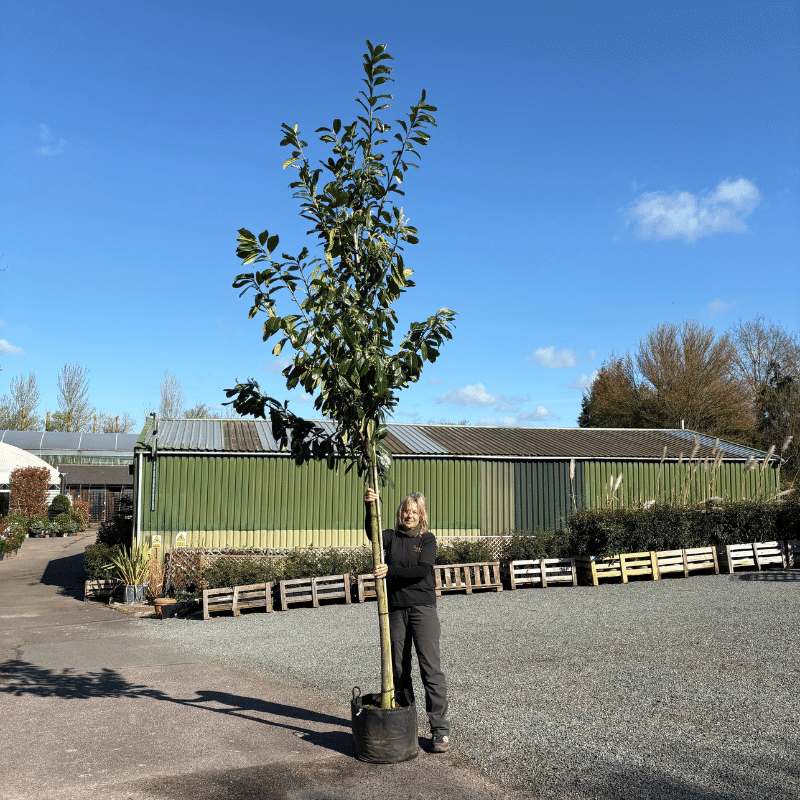 Prunus laurocerasus ‘Novita’- Cherry laurel 12-14cm girth