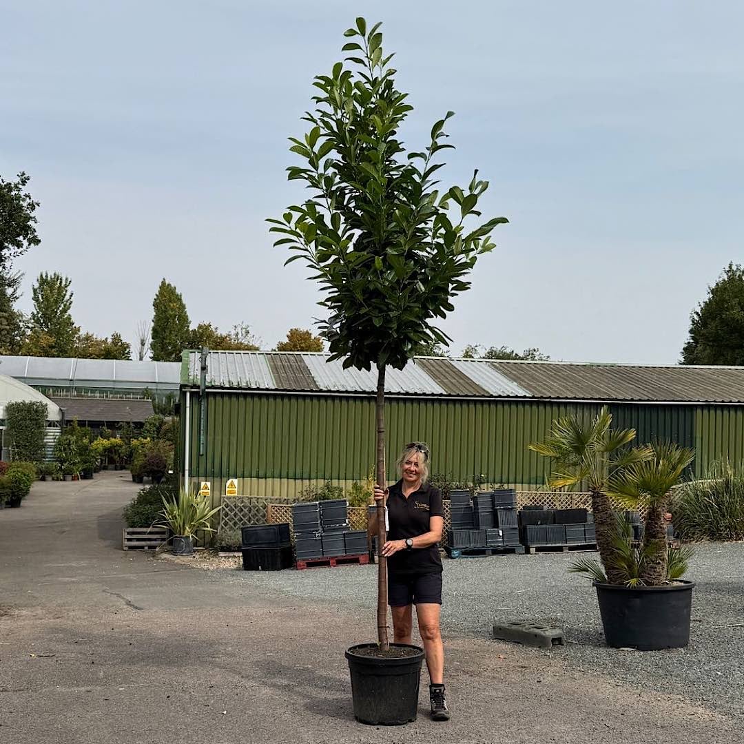 Prunus laurocerasus ‘Novita’- Cherry laurel 12-14cm girth