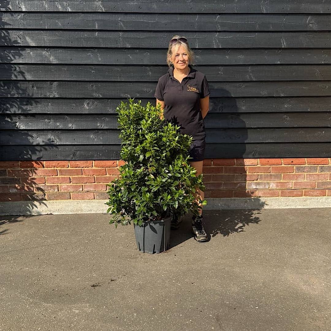 buy viburnum tinus eve price