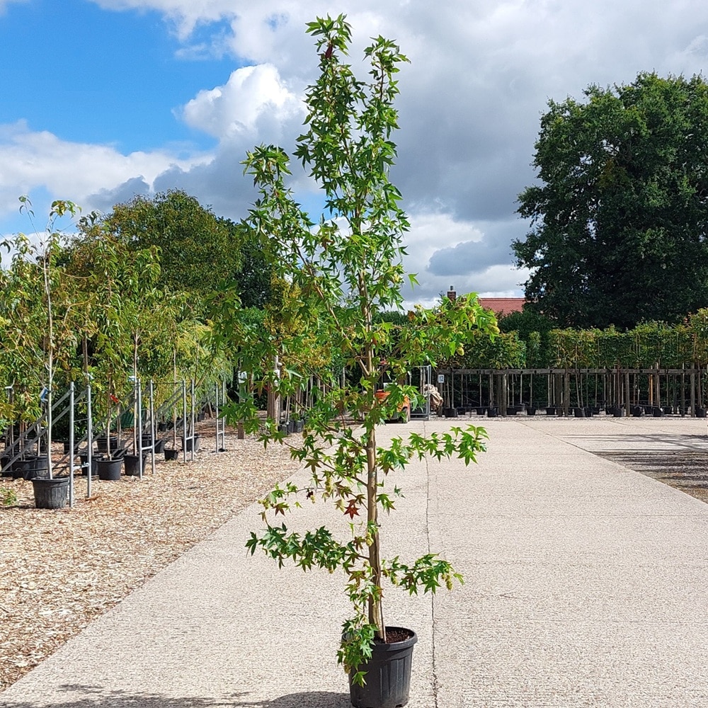 Liquidambar styraciflua Worplesdon- Sweet Gum tree 8-10cm feathered