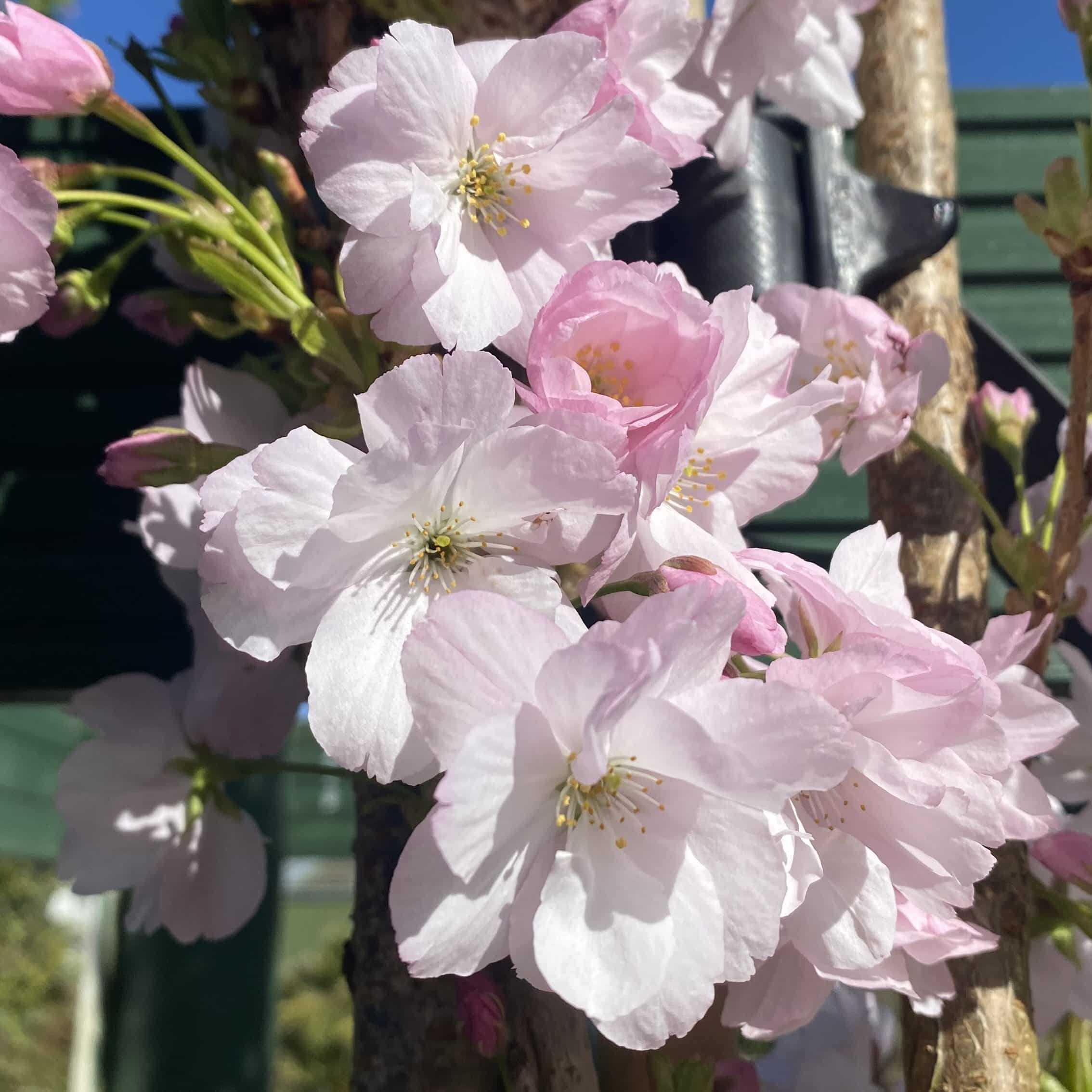 Prunus 'Amanogawa'