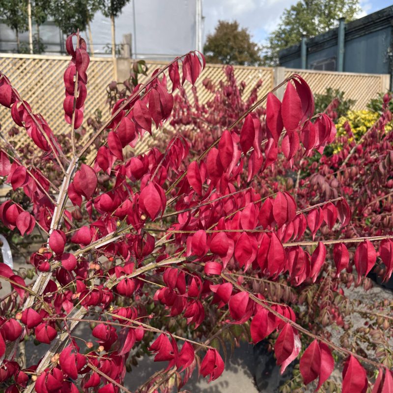 Euonymus alatus – Winged spindle 30 Litre