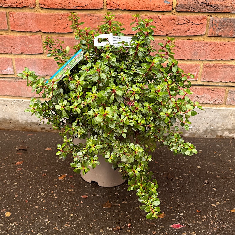 Escallonia ‘Red Dream’ 4.5Ltr.
