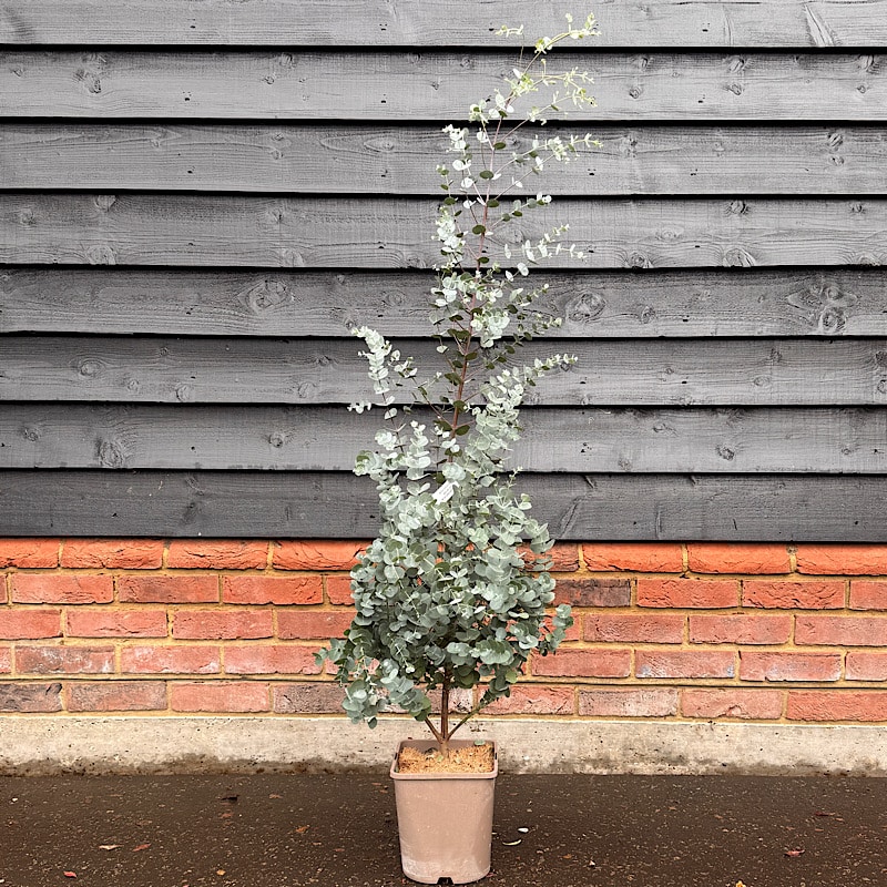 Eucalyptus gunnii Azura – Dwarf Cider gum 4.5Ltr. 1-1.2m tall