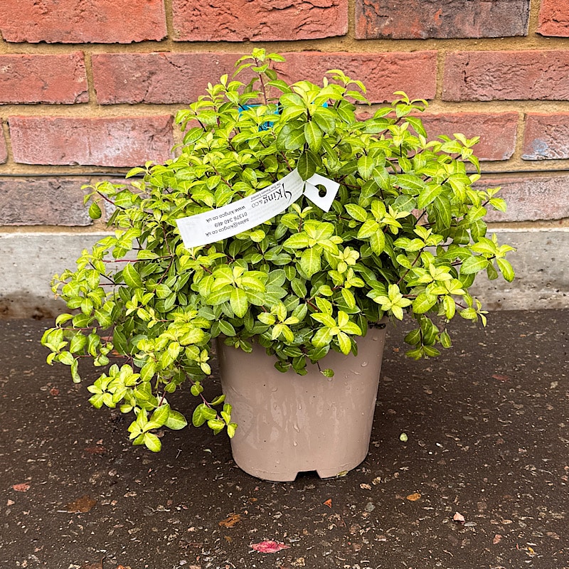 Pittosporum ‘Golden Ball’ 4.5Ltr.