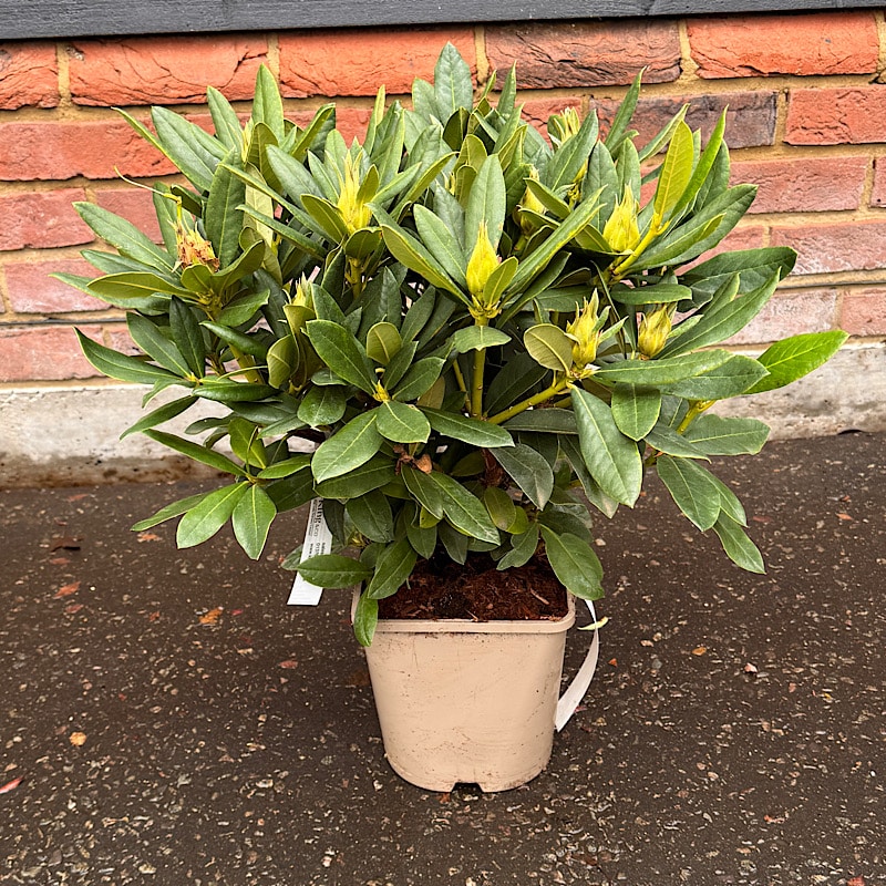 Rhododendron ‘Cunningham’s White’ 4.5Ltr.