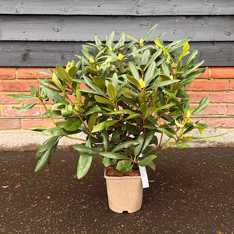 Rhododendron ‘Marcel Menard’ 4.5Ltr.