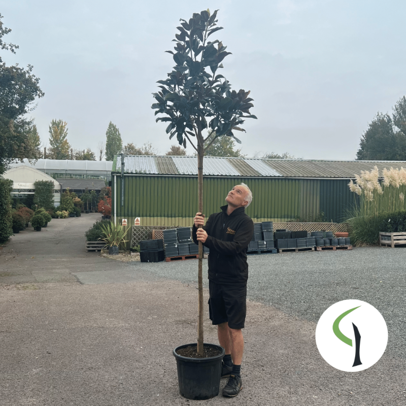 Magnolia grandiflora ‘Praecox’ – Evergreen magnolia tree 8-10cm girth