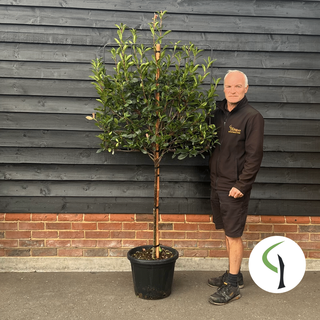 Photinia x fraseri ‘Robusta Compacta’ – ½std Pleached