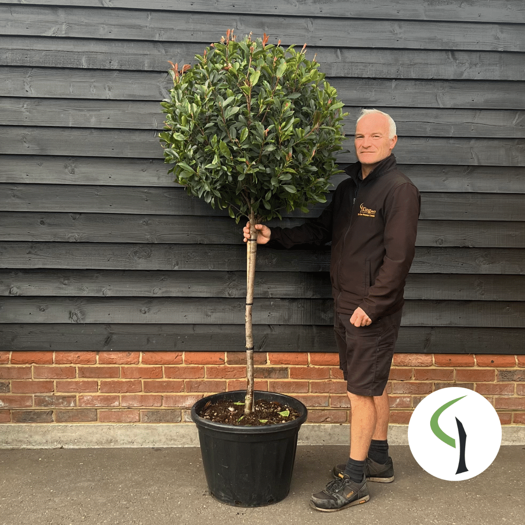 Photinia x fraseri ‘Robusta Compacta’ – ½std 8-10cm