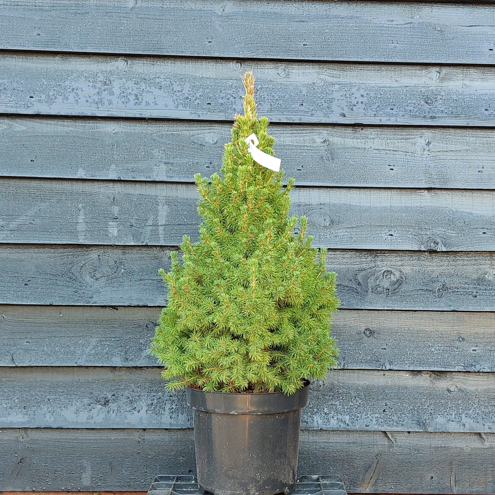 Picea glauca – Dwarf spruce ‘Alberta Conica’