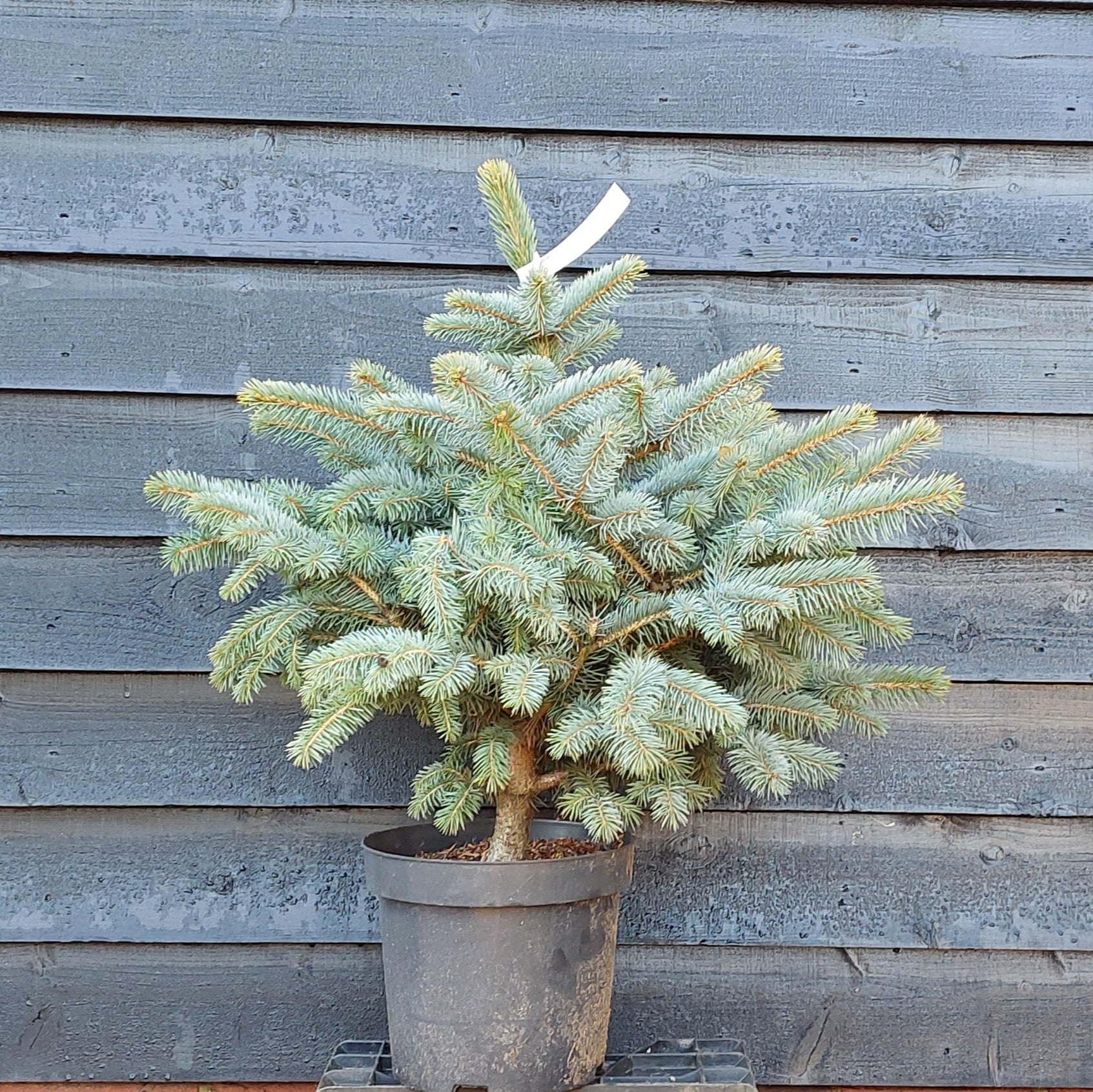 Picea pungens – Blue spruce ‘Super Blue Seedling’