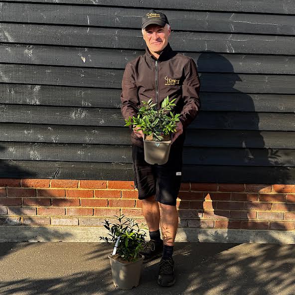 Sarcococca hookeriana Purple Gem – Christmas Box 4.5 litre