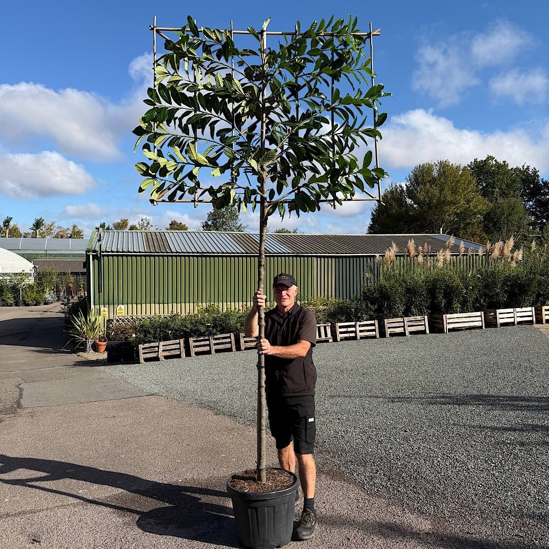 Prunus laurocerasus ‘Novita’ – Pleached Cherry laurel 10-12cm girth