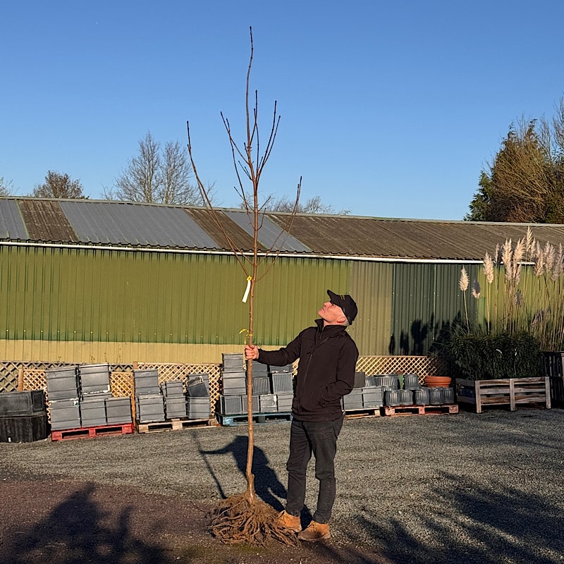 Acer platanoides – Norway maple tree 8-10cm girth bare root