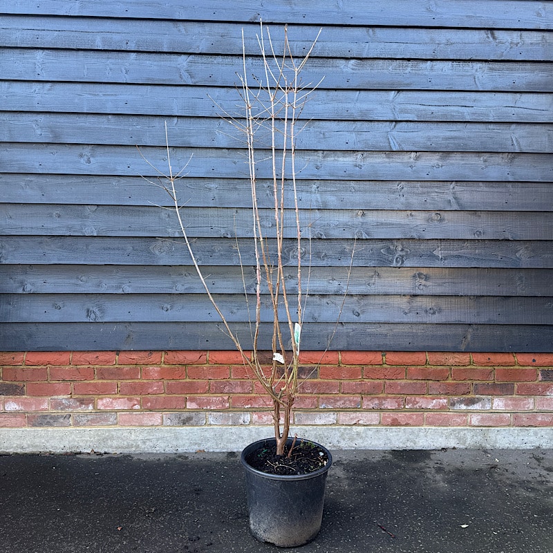 Acer griseum – Paperbark Maple Multi-Stem 1.5-1.57m tall