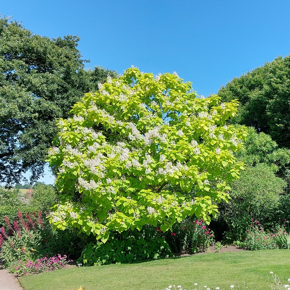 Catalpa Bignoniodes ‘Aurea’ – Golden Indian Bean Tree 1.5-1.75m 10lt