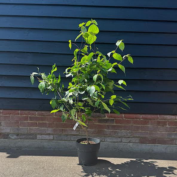 Cornus kousa Chinensis- Chinese Dogwood 80-100cm 15lt