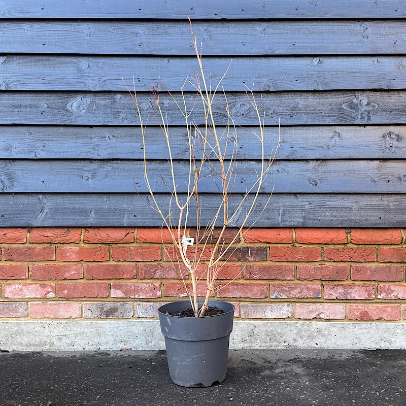 Cornus kousa Chinensis- Chinese Dogwood 80-100cm 15lt