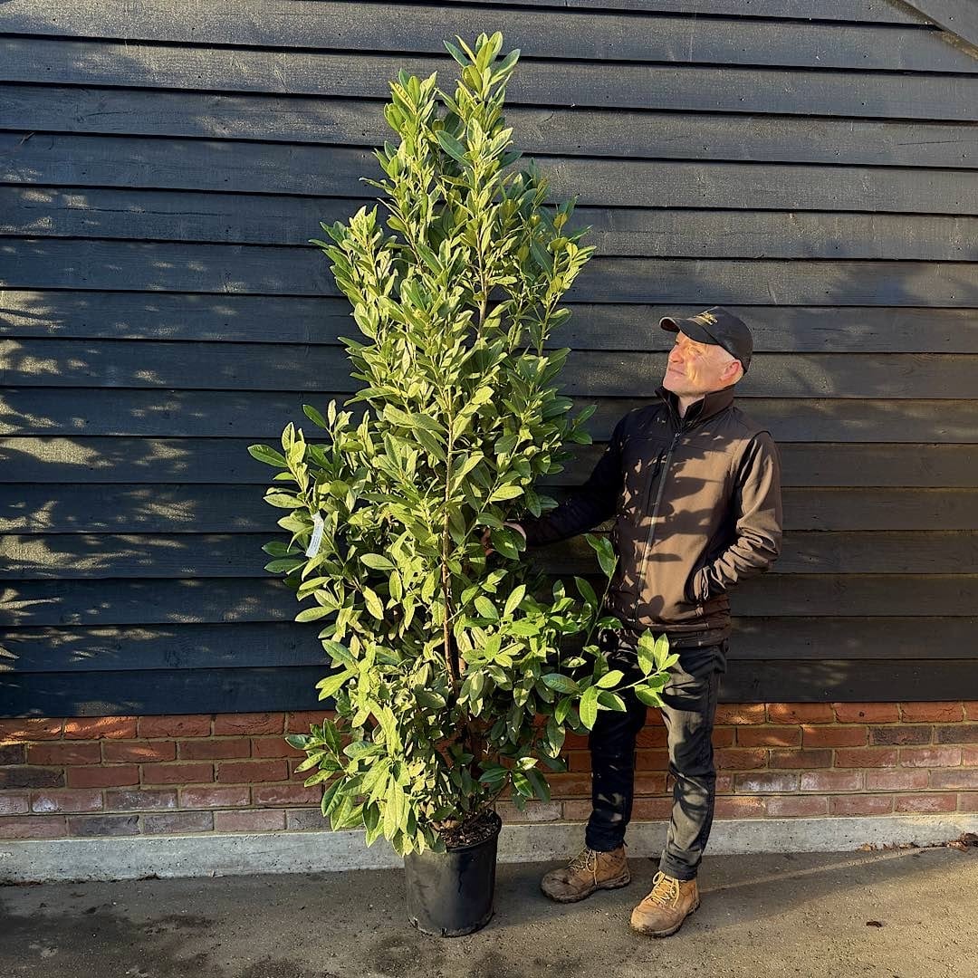 Prunus laurocerasus ‘Greentorch’ – Cherry laurel (Hedging Plants) 2m tall