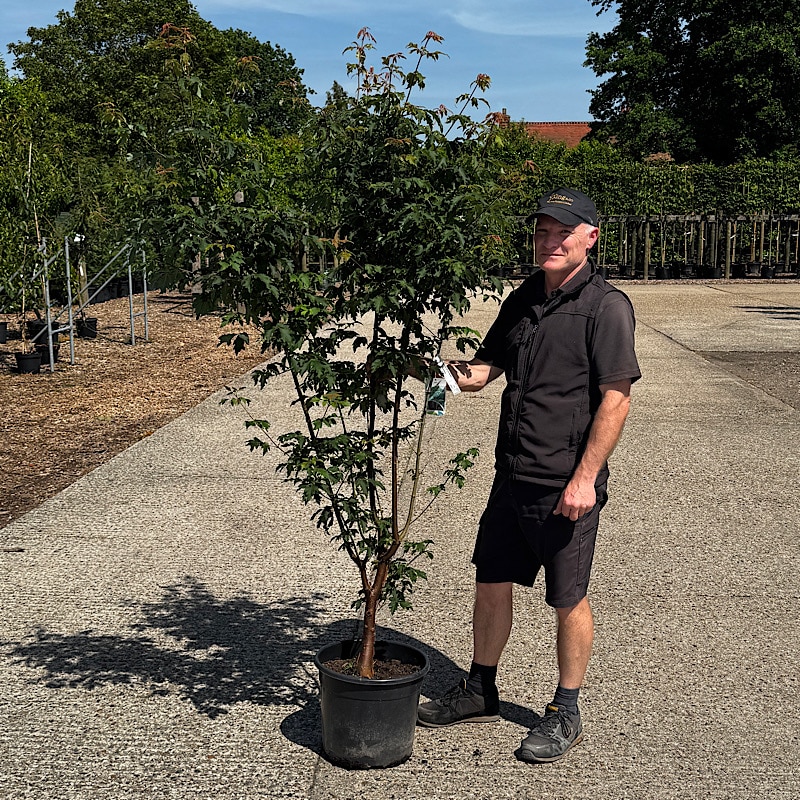 Acer griseum – Paperbark Maple Multi-Stem 1.5-1.57m tall