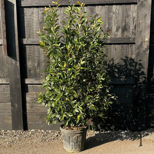 Photinia x fraseri ‘Red Robin’ – Hedging Plants 1.75m tall