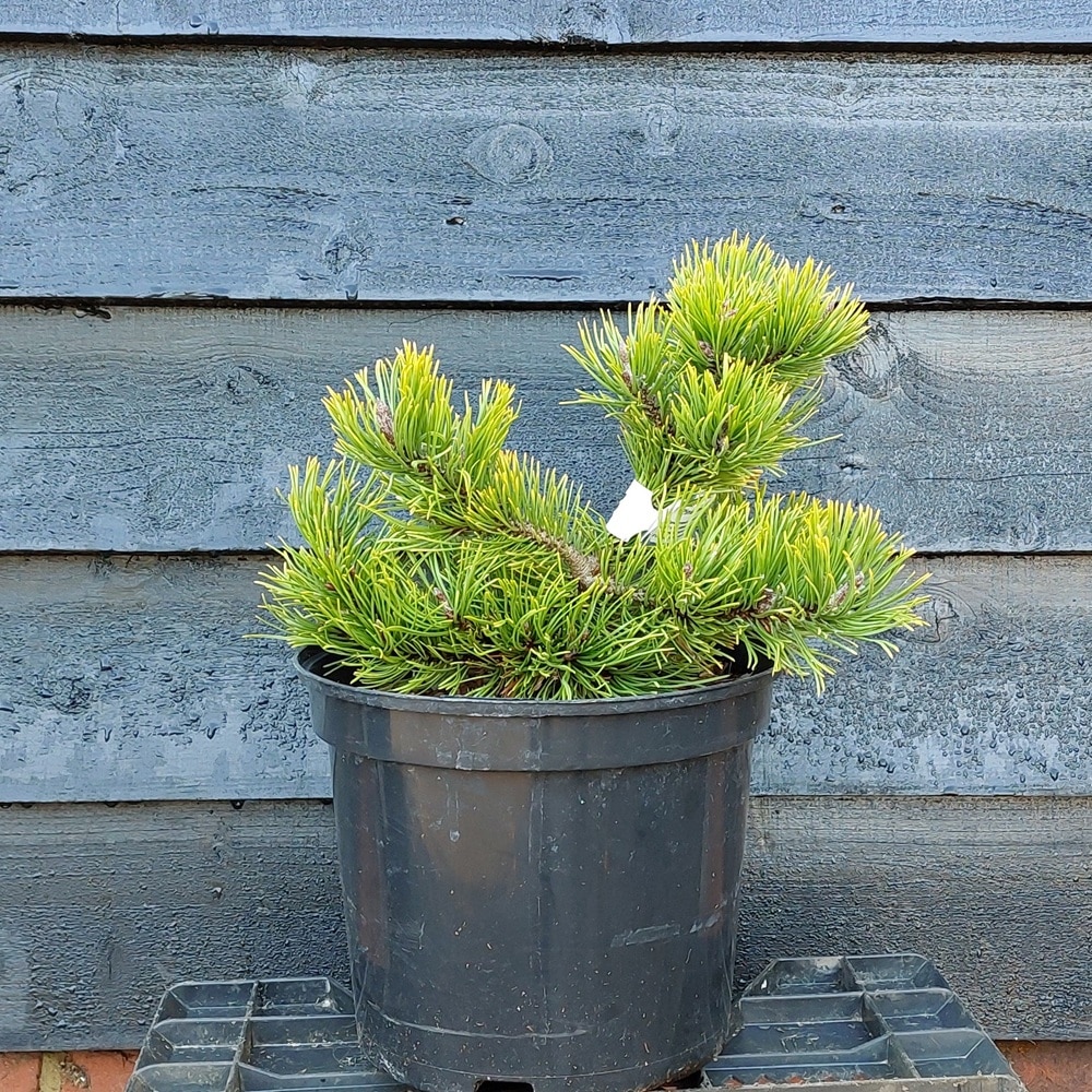 Pinus mugo – Laar Heide Mugo Pine 5ltr