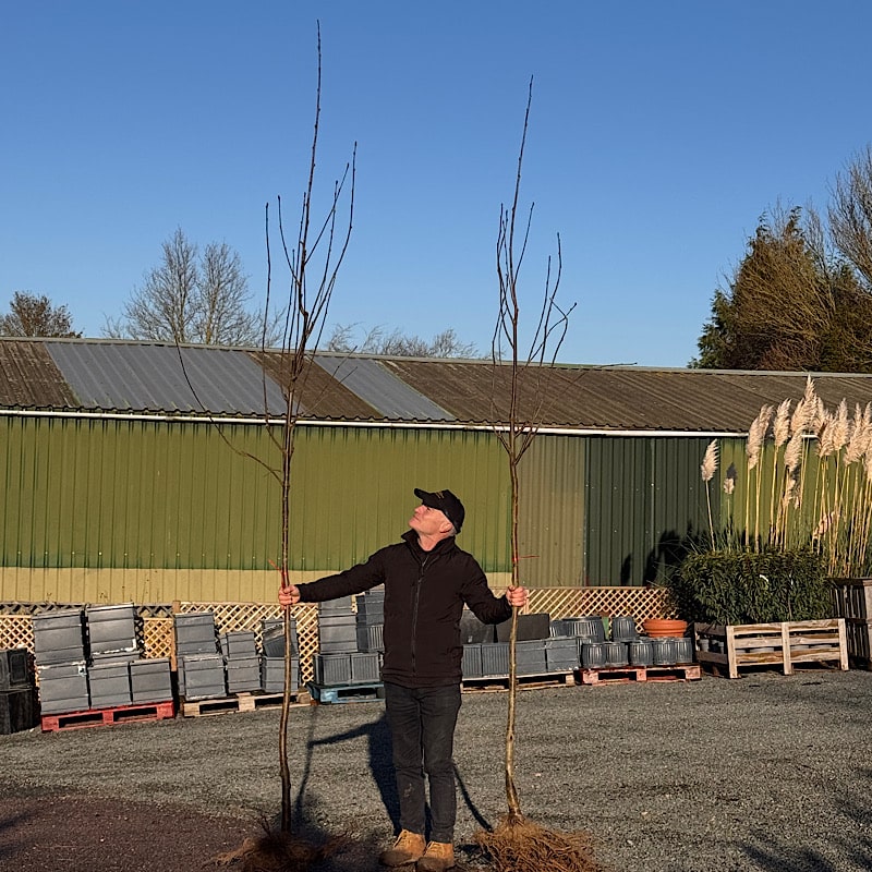 Sorbus aucuparia – Rowan/Mountain ash tree 8-10cm girth Bare Root