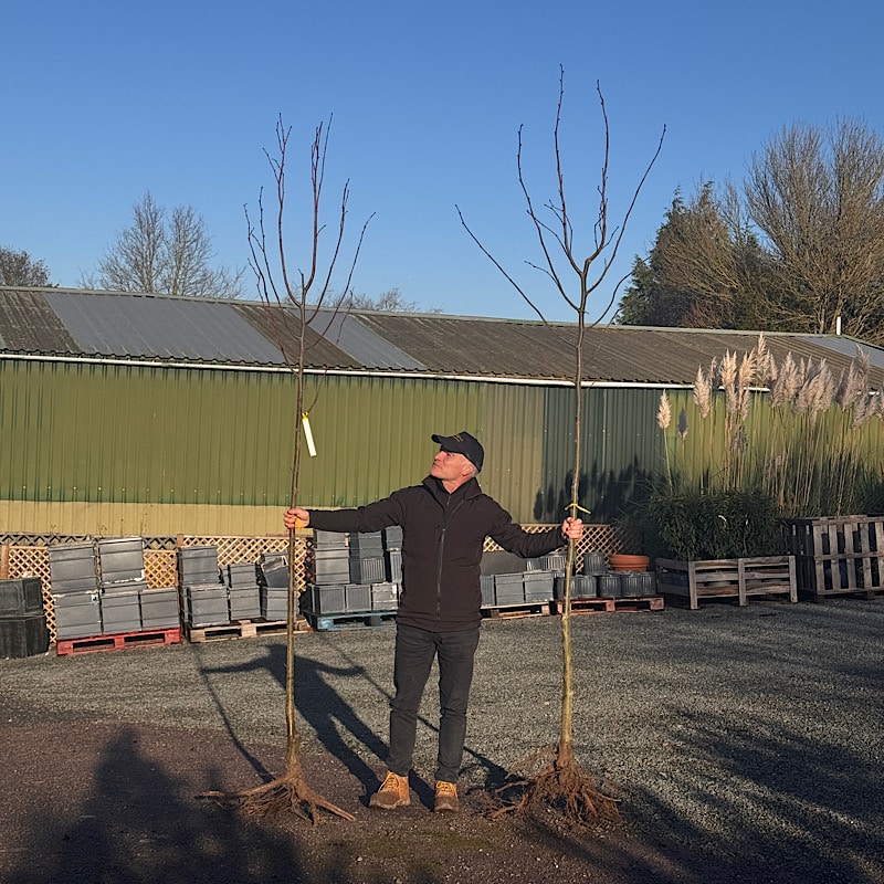 Tilia platyphyllos – Large-leaved lime tree 8-10cm girth bare root